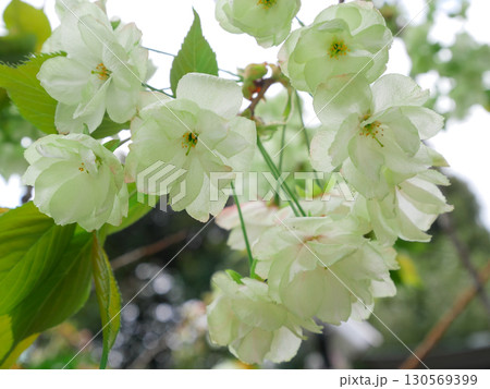 満開に咲く緑の桜 御衣黄桜 満開に咲く緑の桜 御衣黄桜 130569399
