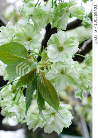 満開に咲く緑の桜　御衣黄桜　～3:2バージョン 130569403