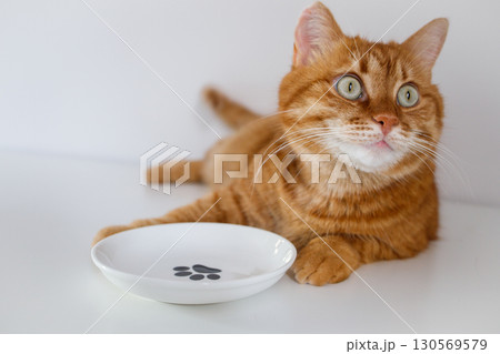 Adult cute hungry ginger cat waiting for food near empty bowl 130569579