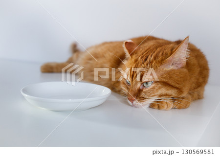 Adult hungry ginger cat waiting for food near an empty bowl close up Adult hungry ginger cat waiting for food near an empty bowl close up 130569581
