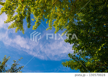秋空 130570028