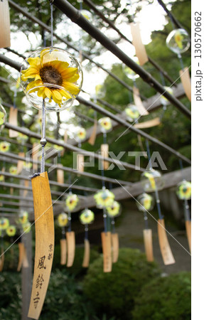 満開のひまわり風鈴が並ぶ、涼しげな夏の風情 130570662