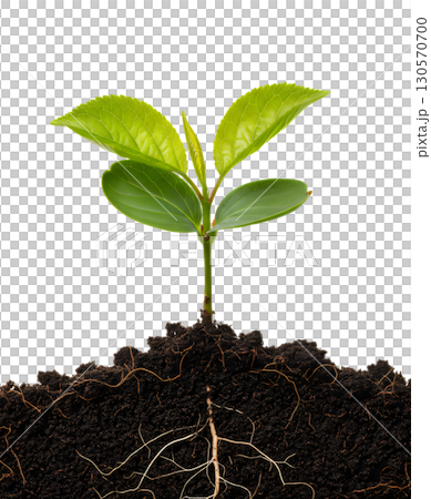 A young plant with roots in the soil, ideal for showing growth, resilience and new life. The image is suitable for environmental, horticulture, and business development projects. A young plant with roots in the soil, ideal for showing growth, resilience and new life. The image is suitable for environmental, horticulture, and business development projects. 130570700