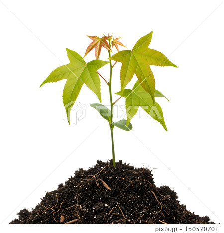 A young plant with roots in the soil, ideal for showing growth, resilience and new life. The image is suitable for environmental, horticulture, and business development projects. A young plant with roots in the soil, ideal for showing growth, resilience and new life. The image is suitable for environmental, horticulture, and business development projects. 130570701