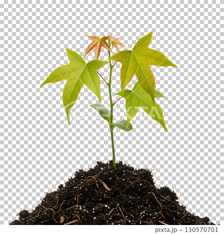 A young plant with roots in the soil, ideal for showing growth, resilience and new life. The image is suitable for environmental, horticulture, and business development projects. A young plant with roots in the soil, ideal for showing growth, resilience and new life. The image is suitable for environmental, horticulture, and business development projects. 130570701