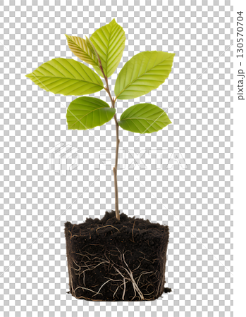 A young plant with roots in the soil, ideal for showing growth, resilience and new life. The image is suitable for environmental, horticulture, and business development projects. A young plant with roots in the soil, ideal for showing growth, resilience and new life. The image is suitable for environmental, horticulture, and business development projects. 130570704