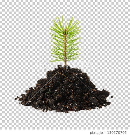 A young plant with roots in the soil, ideal for... - Stock Illustration ...