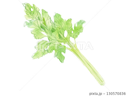 新鮮で美味しそうなセロリの手描き水彩イラスト 新鮮で美味しそうなセロリの手描き水彩イラスト 130570836