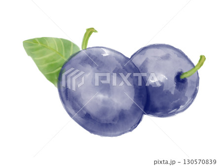 美味しそうな採れたてのプルーンの果実の手描き水彩イラスト 130570839