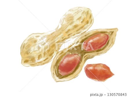 美味しそうな割れた落花生と実の手描き水彩イラスト 130570843