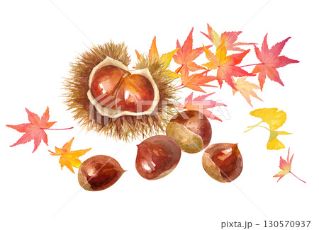 秋の味覚。もみじと栗を合わせた水彩イラスト。挿絵 130570937