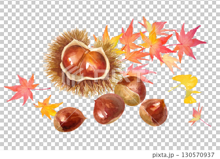 秋の味覚。もみじと栗を合わせた水彩イラスト。挿絵 130570937