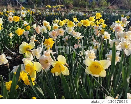 Blooming daffodil flowers with yellow, pink, white petals on green stem blooming and growing in ground in garden on sunny spring day. Selection breeding of flowers. Agricultural farming and gardening Blooming daffodil flowers with yellow, pink, white petals on green stem blooming and growing in ground in garden on sunny spring day. Selection breeding of flowers. Agricultural farming and gardening 130570938