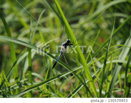 草に止まるシオカラトンボ（塩辛蜻蛉） 130570953