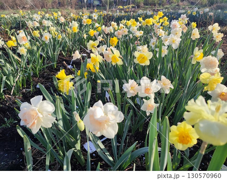 Blooming daffodil flowers with yellow, pink, white petals on green stem blooming and growing in ground in garden on sunny spring day. Selection breeding of flowers. Agricultural farming and gardening 130570960