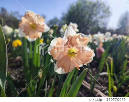 Blossoming flower of the narcissus variety Edinburgh close-up. Beautiful daffodils flower with white and pink petals in inflorescence on green stem growing in ground on sunny spring day with blue sky Blossoming flower of the narcissus variety Edinburgh close-up. Beautiful daffodils flower with white and pink petals in inflorescence on green stem growing in ground on sunny spring day with blue sky 130570973