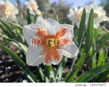 Blooming blossomed flower narcissus close up. Blooming daffodil flower with white orange petals with stamens in inflorescence on green stem with leaves growing in ground in garden on sunny spring day 130570975