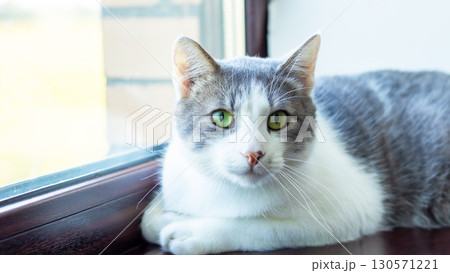 A gray and white cat lays on a window sill, gazing at the camera A gray and white cat lays on a window sill, gazing at the camera 130571221