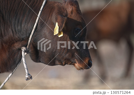 Brown cow with ear tags standing in a field at Akrotiri Marsh. Limassol District, Cyprus Brown cow with ear tags standing in a field at Akrotiri Marsh. Limassol District, Cyprus 130571264