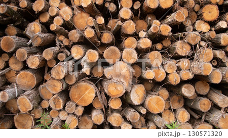 Multiple logs are tightly stacked together in a natural arrangement, highlighting their distinct rings and textures, surrounded by a lush green forest under clear skies. Multiple logs are tightly stacked together in a natural arrangement, highlighting their distinct rings and textures, surrounded by a lush green forest under clear skies. 130571320