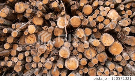 Cut logs are stacked in a well-organized manner on the ground, showcasing the natural texture of the wood under soft sunlight in a forest environment. 130571321