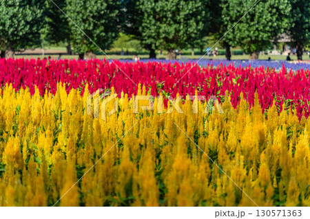 北海道 夏の美瑛の色鮮やかなお花畑 花 北海道 夏の美瑛の色鮮やかなお花畑 花 130571363