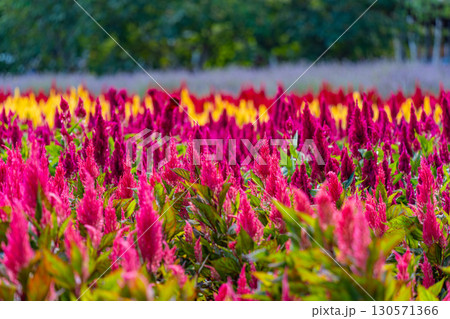 北海道 夏の美瑛の色鮮やかなお花畑 花 北海道 夏の美瑛の色鮮やかなお花畑 花 130571366