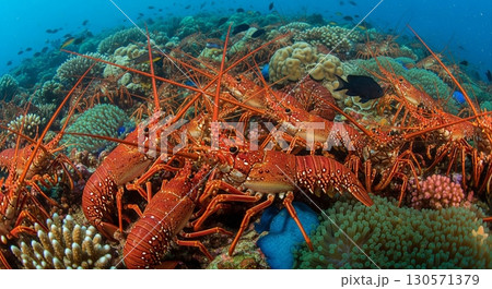 イセエビの群れ 130571379