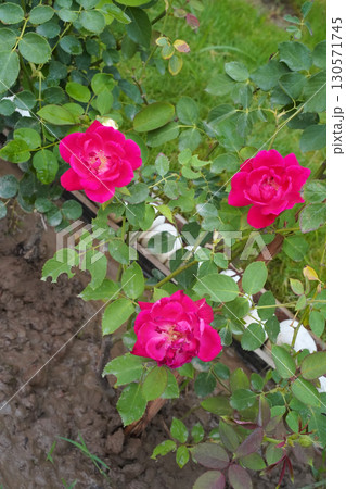 Pink roses. Magenta rosehip flowers grow in a triangle shape in the garden after rain. Vertical photo, close-up. Natural green background. Geometry in nature. 130571745