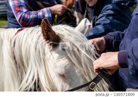 A horse with long hair in County Donegal, Ireland A horse with long hair in County Donegal, Ireland 130571800