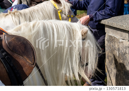 A horse with long hair in County Donegal, Ireland A horse with long hair in County Donegal, Ireland 130571813