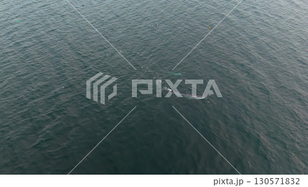 Aerial view of two fin whales, Balaenoptera physalus, hunting in Donegal Bay, Ireland 130571832