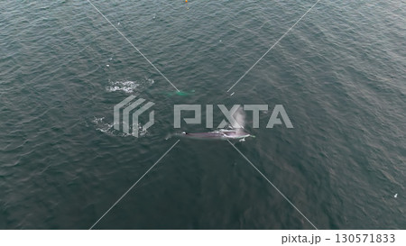 Aerial view of two fin whales, Balaenoptera physalus, hunting in Donegal Bay, Ireland Aerial view of two fin whales, Balaenoptera physalus, hunting in Donegal Bay, Ireland 130571833