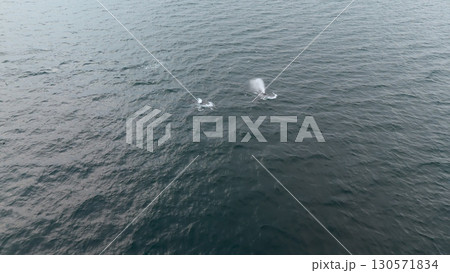 Aerial view of two fin whales, Balaenoptera physalus, hunting in Donegal Bay, Ireland 130571834