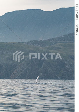 Humpback Whale, Megaptera novaeangliae, showing his fins and in Donegal Bay, Ireland Humpback Whale, Megaptera novaeangliae, showing his fins and in Donegal Bay, Ireland 130571844