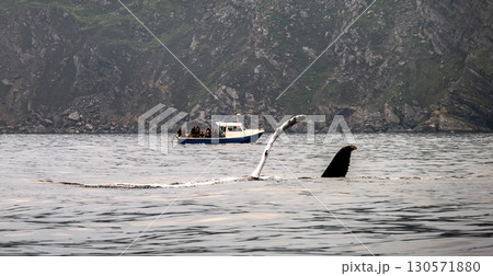 Humpback Whale, Megaptera novaeangliae, flipper flapping in Donegal Bay with boat in the background, Ireland 130571880
