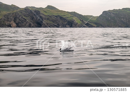 Common dolphin enjoying the Atlantic waters in County Donegal, Ireland 130571885