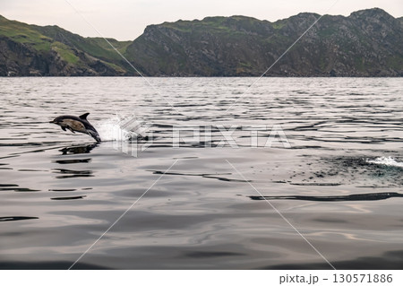 Common dolphin enjoying the Atlantic waters in County Donegal, Ireland 130571886
