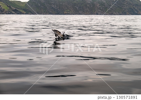Common dolphin enjoying the Atlantic waters in County Donegal, Ireland 130571891