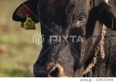 Close up of a black cow from an authentic breed of Cyprus cattle 130572549