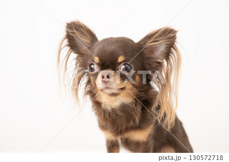 白バックとお座りしたチワワのバストアップ 白バックとお座りしたチワワのバストアップ 130572718
