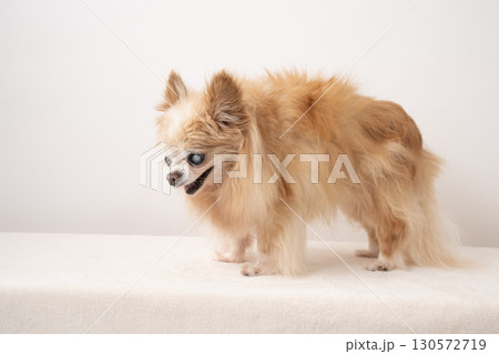 白内障のチワワ 白内障のチワワ 130572719