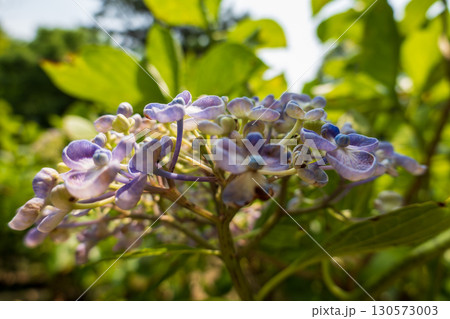 夏の日差しに輝く紫色の紫陽花 130573003