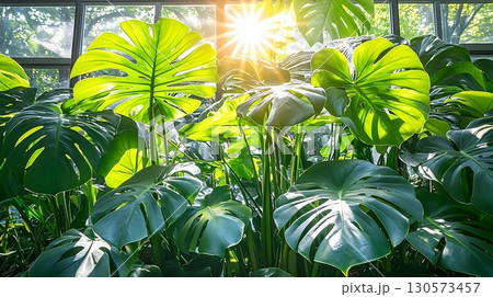 Sunlit Monstera Deliciosa Leaves in a Greenhouse, Radiating Warm 130573457