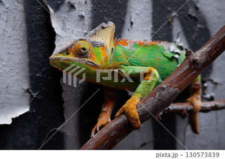 Colorful chameleon resting on branch against a peeling wall background in urban setting 130573839