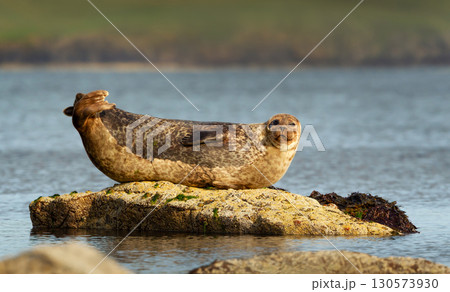 Harbor seal (common seal) resting on rock by the sea 130573930