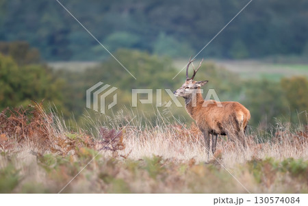 Young red deer stag in autumn meadow Young red deer stag in autumn meadow 130574084