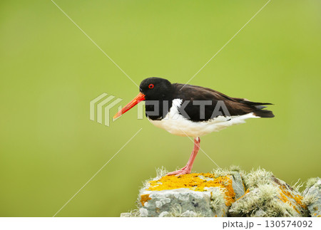 Eurasian oystercatcher standing on rock with lichen 130574092
