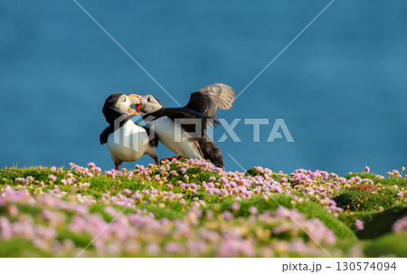 Atlantic puffins billing on flowering cliff Atlantic puffins billing on flowering cliff 130574094