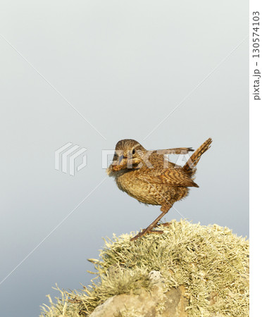 Shetland wren with moth on lichen covered rock 130574103